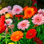gerbera-sadova_1.jpg